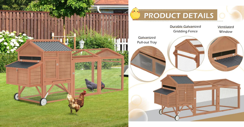 How to Protect Your Chickens from Predators and Harsh Weather