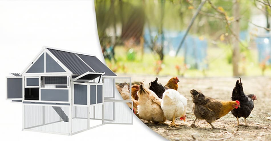 How to Create the Perfect Backyard for Raising Chickens