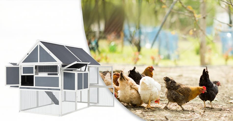 How to Create the Perfect Backyard for Raising Chickens