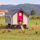 Large Chicken House