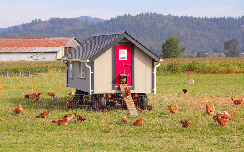 Large Chicken House
